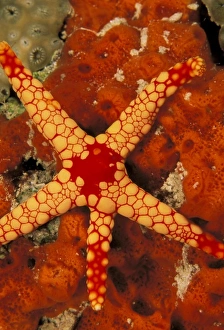 Rough Prints: Close up of a starfish