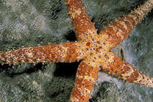 Close up of starfish