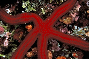 Star Fish Prints: Close up of starfish, or leiaster leachii