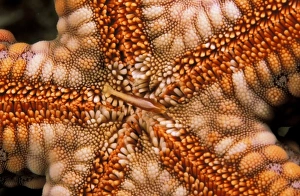 Close up of starfish mouth