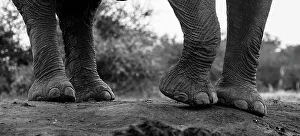 Feet Prints: Close-up of an African elephant's feet