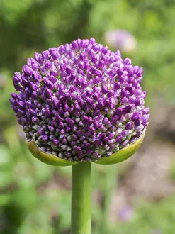Allium Prints: Close-up of an allium bud before it fully opens