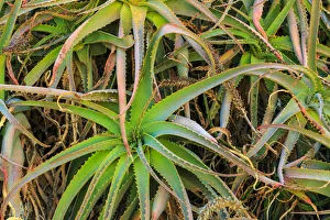 Backgrounds Prints: Close-up of aloe plant growing in San Diego, CA