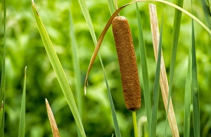 Weed Prints: Close-up of an American cattail with leaves in wetland habitat
