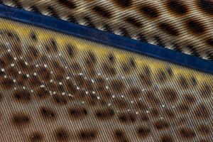 Images Dated 11th September 2011: Close-up of Argus Pheasant Wing feathers