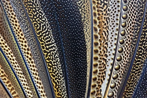 Natural Pattern Prints: Close-up of Argus Pheasant Wing feathers