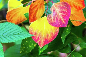 Janet Muir Prints: Close-up of aspen leaves in fall colors