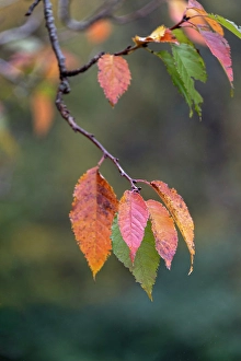 Images Dated 19th January 2024: Close-up of autumn leaves, Kentucky