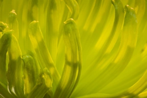 Chrysanthemum Prints: Close-up of backlit crysanthimum flower