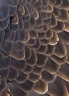 USA, North America, Alaska Gallery: Close-up of Bald Eagle feather, Homer, Alaska, USA