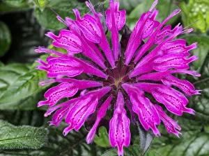 Bee Balm Prints: Close-up of a bee balm flower