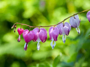 Images Dated 20th February 2019: Close-up of a bleeding heart flower