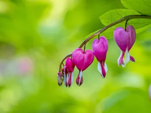 Bleeding Heart Prints: Close-up of a bleeding heart flower