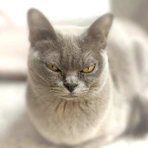 Domesticated Prints: Close-up of a Blue American Burmese cat