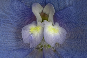 Delphinium Prints: Close-up of blue delphinium flower petals