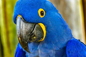 Plumage Prints: Close-up of blue hyacinth macaw