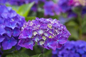 Pacific Coast Prints: Close-up of blue hydrangea flowers in garden. Cannon Beach, Oregon