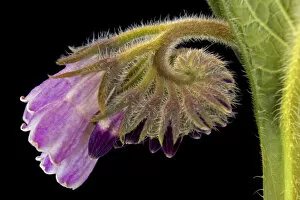 Images Dated 10th May 2006: Close-up of borage blossom. Credit as: Don Paulson / Jaynes Gallery / DanitaDelimont