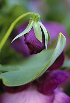 Opening Prints: Close-up of bud opening in spring