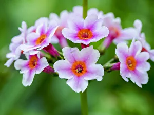 Multicolor Prints: Close-up of a Candelabra Primrose