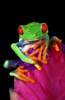 Close-up of captive red-eyed tree frog on bromeliad flower