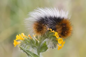 Hairy Prints: Close-up of caterpillar