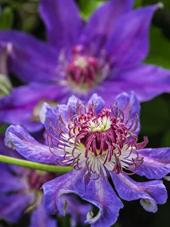 Images Dated 20th February 2019: Close-up of a clematis blossom