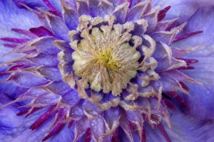 Images Dated 10th May 2006: Close-up of clematis blossom