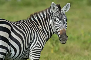 Herbivorous Prints: A close-up of a Common zebra, Equus quagga, at Amboseli National Park, Kenya, Africa