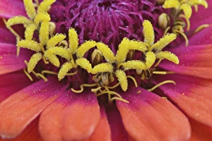 Images Dated 17th August 2005: Close-up of Common Zinnia flower, Zinnia elegans, Rockport, Maine