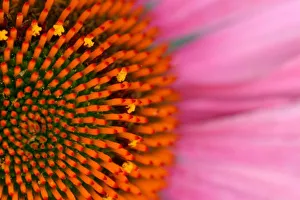 Conical Prints: Close-up of a Cone Flower in the summertime, Sammamish, Washington