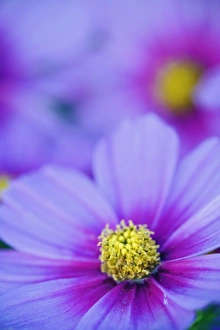 Images Dated 17th August 2005: Close-up of Cosmos flowers, Cosmos bipinnatus, Maine