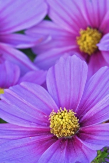 Images Dated 17th August 2005: Close-up of Cosmos flowers, Cosmos bipinnatus, Maine