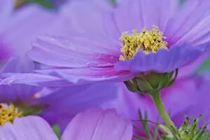Images Dated 17th August 2005: Close-up of Cosmos flowers, Cosmos bipinnatus, Maine