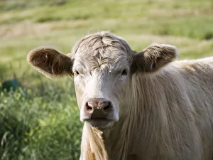 Pasture Prints: Close-up of cow in pasture