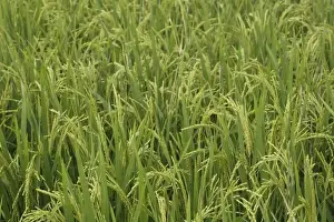 Guilin Prints: Close-up of cultivated rice in the field, near Guilin, China