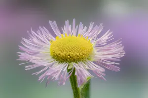 Images Dated 27th July 2020: Close-up of Daisy fleabane, Kentucky