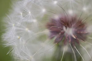 Seed Prints: Close-up of dandelion seed head, Kentucky