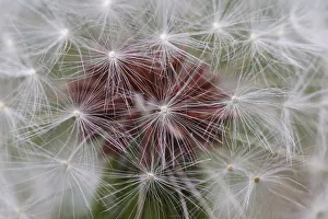 Images Dated 27th July 2020: Close-up of dandelion seed head, Kentucky