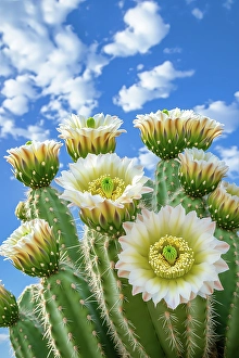 Ai Generated Prints: Close-up of desert cactus with white flowers. (AI Generated)