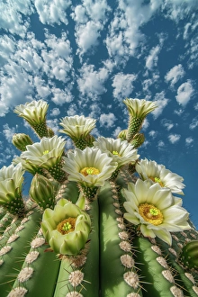 Ai Generated Prints: Close-up of desert cactus with white flowers. (AI Generated)