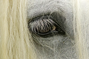 Images Dated 18th February 2014: Close-up details of Gypsy Vanner horse eyeball, Crestwood, KY