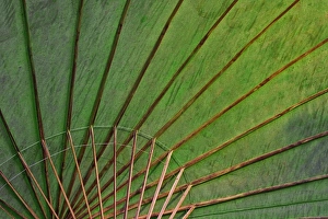 Bo Sang Prints: Close-up details of hand made umbrella, Bosang, Chiang Mai, Thailand