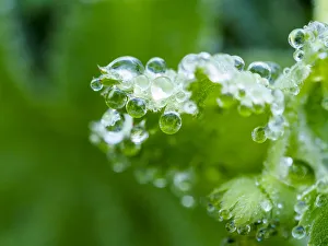 Images Dated 20th February 2019: Close-up of dewdrops on a green leaf in a garden