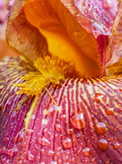Close-up of dewdrops on a pink iris