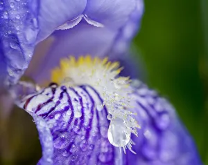 Close-up of dewdrops on a purple iris