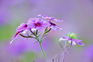 Images Dated 29th May 2005: Close-up of Drummond Phlox, Phlox drummondi, Hilton Head Island, South Carolina