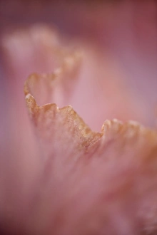 Images Dated 8th May 2006: Close-up of edge of hybrid Bearded Iris petal