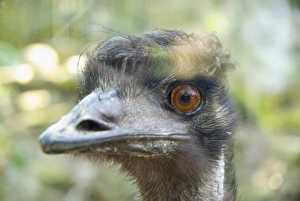 New South Wales Prints: Close-up of an emus face, Taronga Zoo, Sydney, NSW, Australia