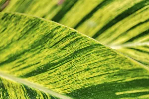 Graphic Prints: Close-up of Epipremnum aureum leaf, Florida, USA